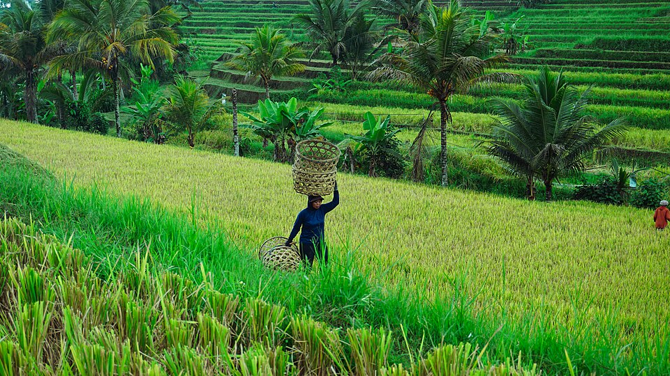 Bali’s subak rice terraces photographed by Anggabuana in 2023: a living cooperative water tradition, not a picture from 1600.