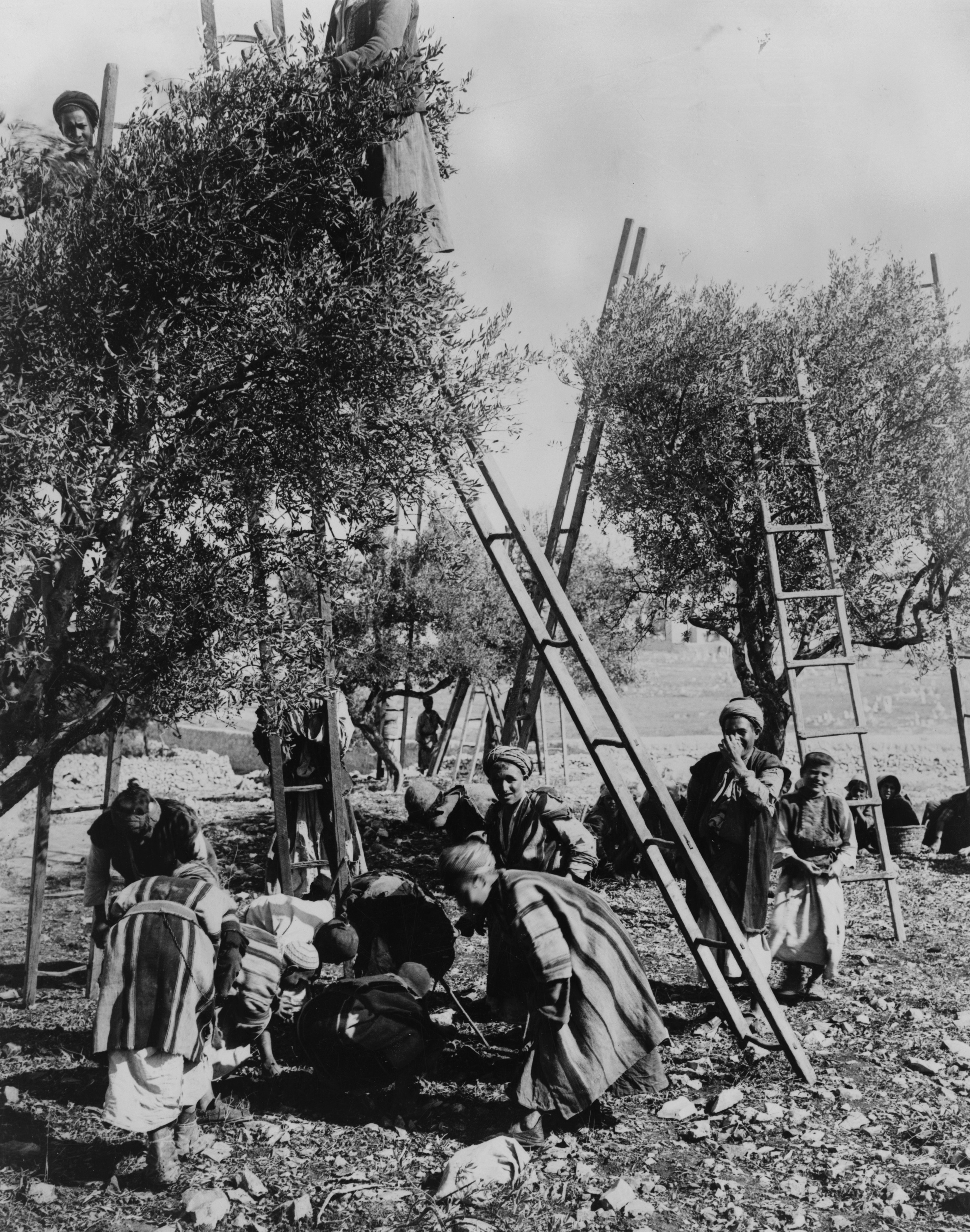 Palestinian families harvesting olives, historical photograph dated between 1880 and 1922